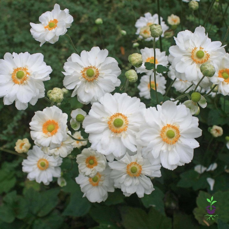 Anemone ‘Whirlwind’ Japanese Anemone/Windflower