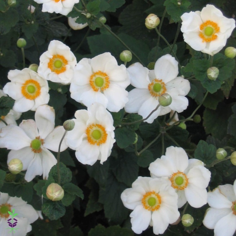 Anemone x ‘Honorine Jobert’  Japanese Anemone/Windflower