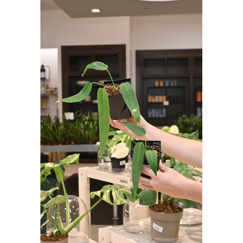 Anthurium Cf. Cirinoi|4″