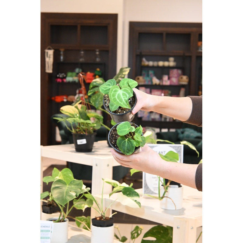 Anthurium Clarinervium|4″