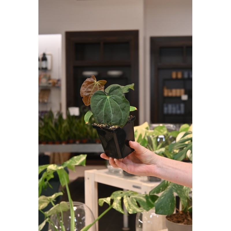 Anthurium Dressleri x ‘HU’|4″