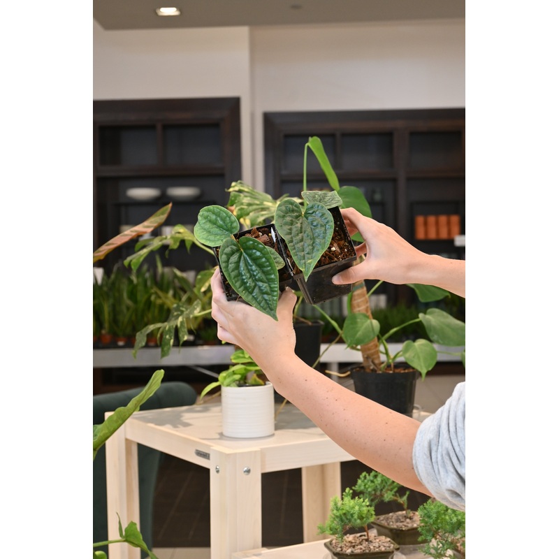 Anthurium Luxurians Dark Form|4″