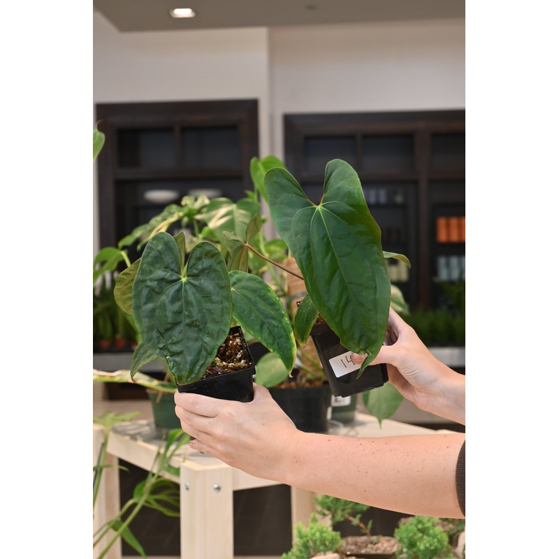 Anthurium Papillilaminum Voldemort x Ralph Lynam Selfed
