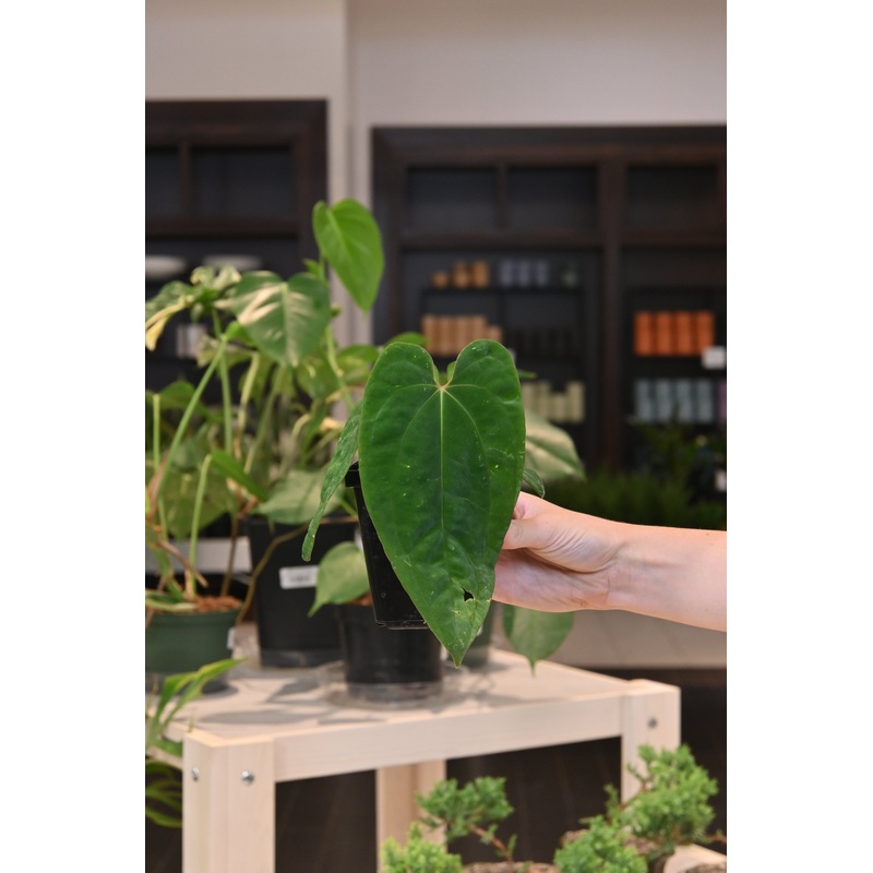 Anthurium Papillilaminum Wu8 x BVEP Mushroom