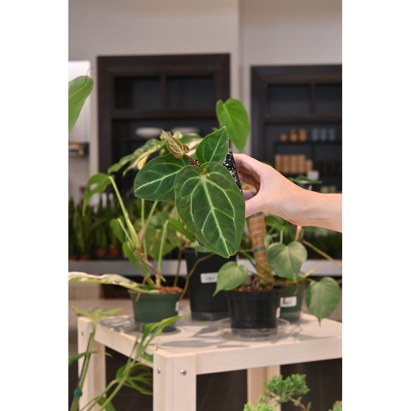Anthurium Papillilaminum x Forgetii