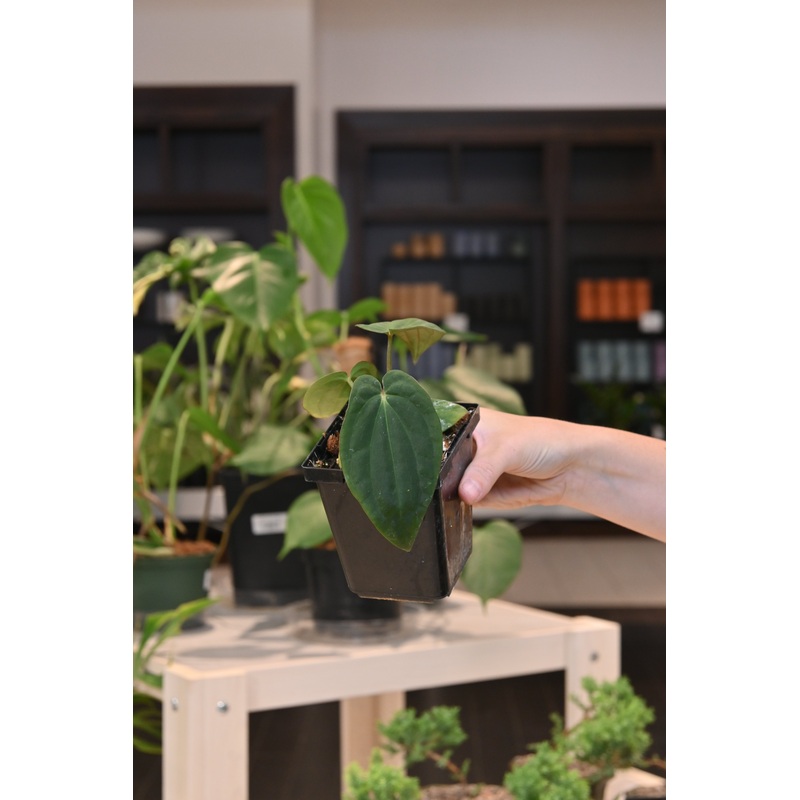 Anthurium ‘Papillilaminum x mag’ x BVEP Mushroom