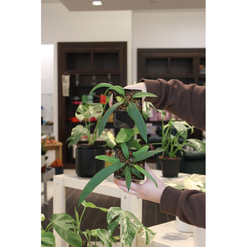 Anthurium Vittariifolium|4″
