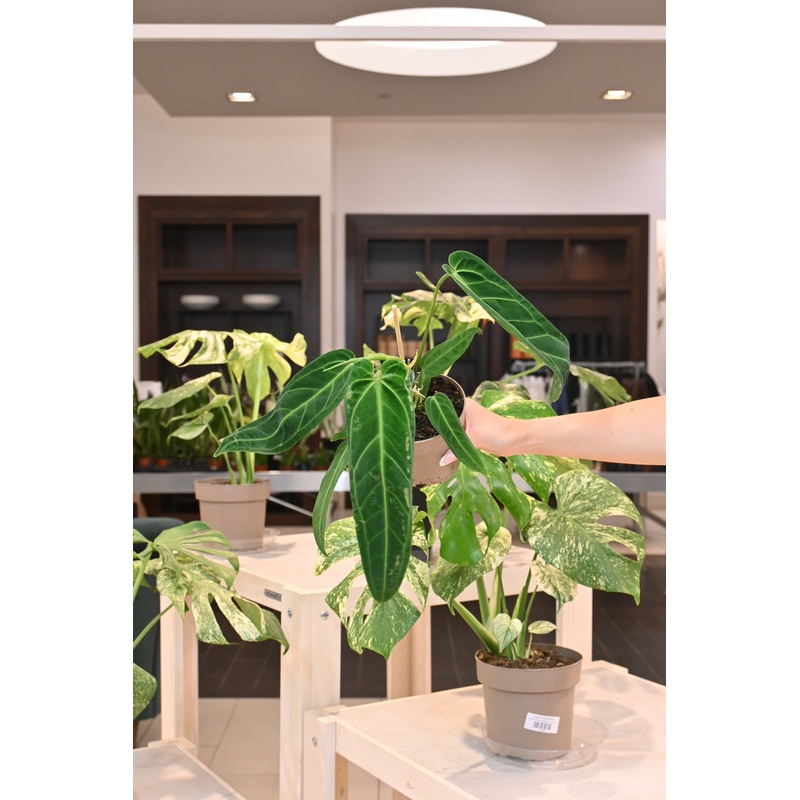 Anthurium Warocqueanum|5″