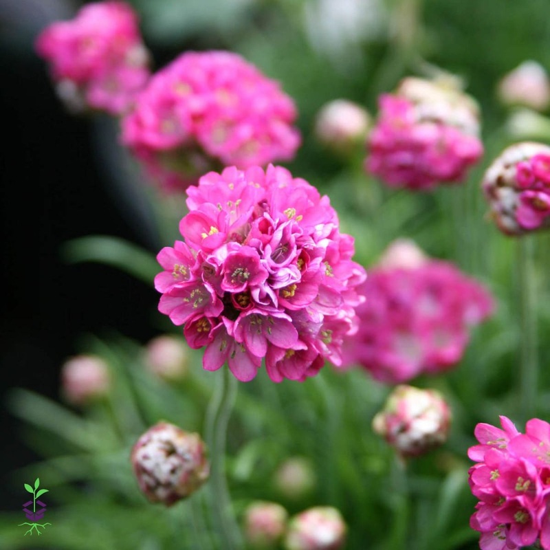Armeria maritima ‘Ministicks Rose’ Sea Thrift