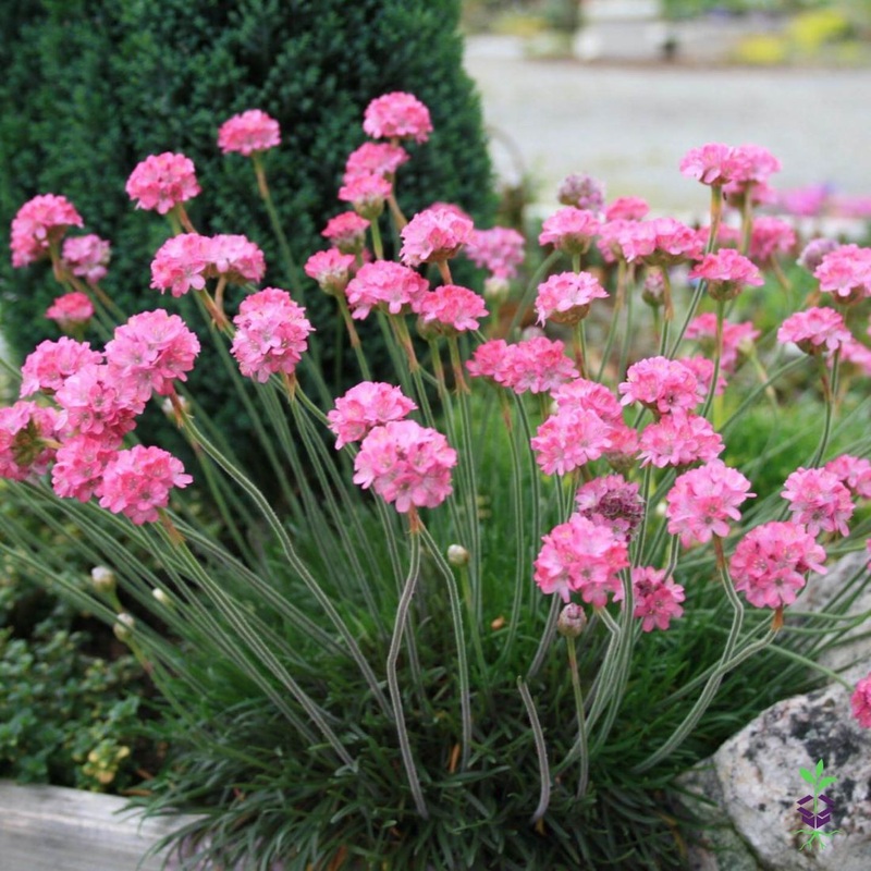 Armeria maritima ‘Rubrifolia’ Sea Thrift