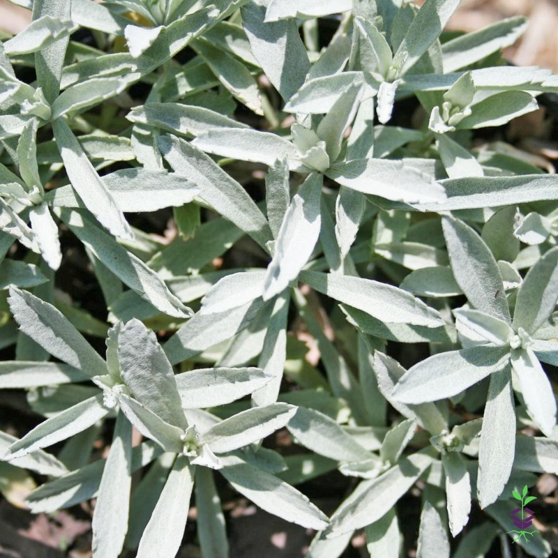 Artemisia ludoviciana ‘Valerie Finnis’ Wormwood