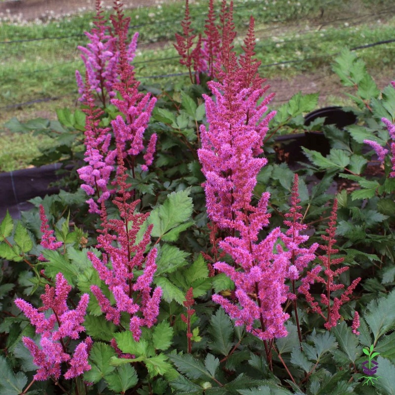 Astilbe chinensis ‘Vision in Red’ False Spirea