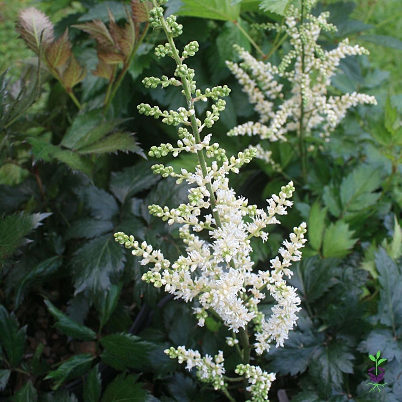 Astilbe chinensis ‘Vision in White’ False Spirea