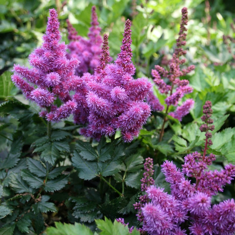 Astilbe chinensis ‘Visions’ False Spirea