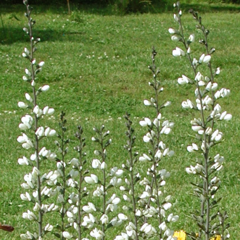 Baptisia alba False Indigo|1 Quart