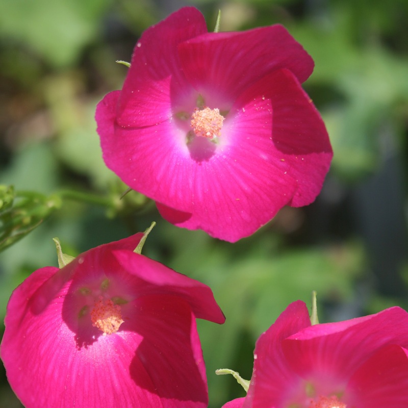 Callirhoe bushii Bush’s Poppy Mallow