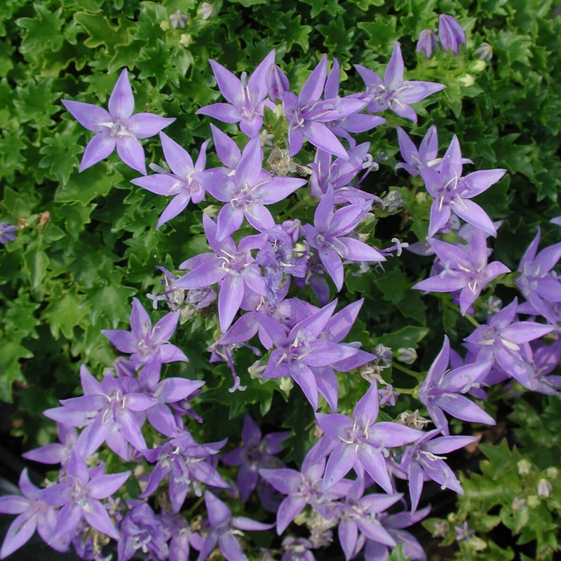Campanula poscharskyana ‘Blue Waterfall’ Bellflower