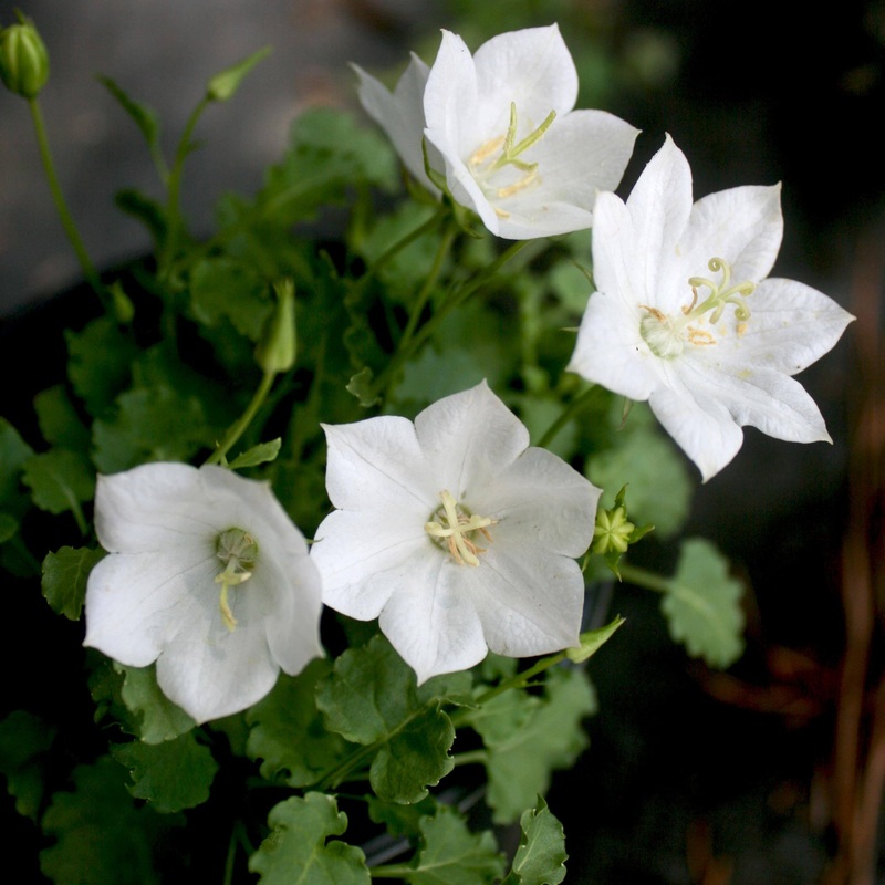Campanula ‘Rapido White’ Bellflower