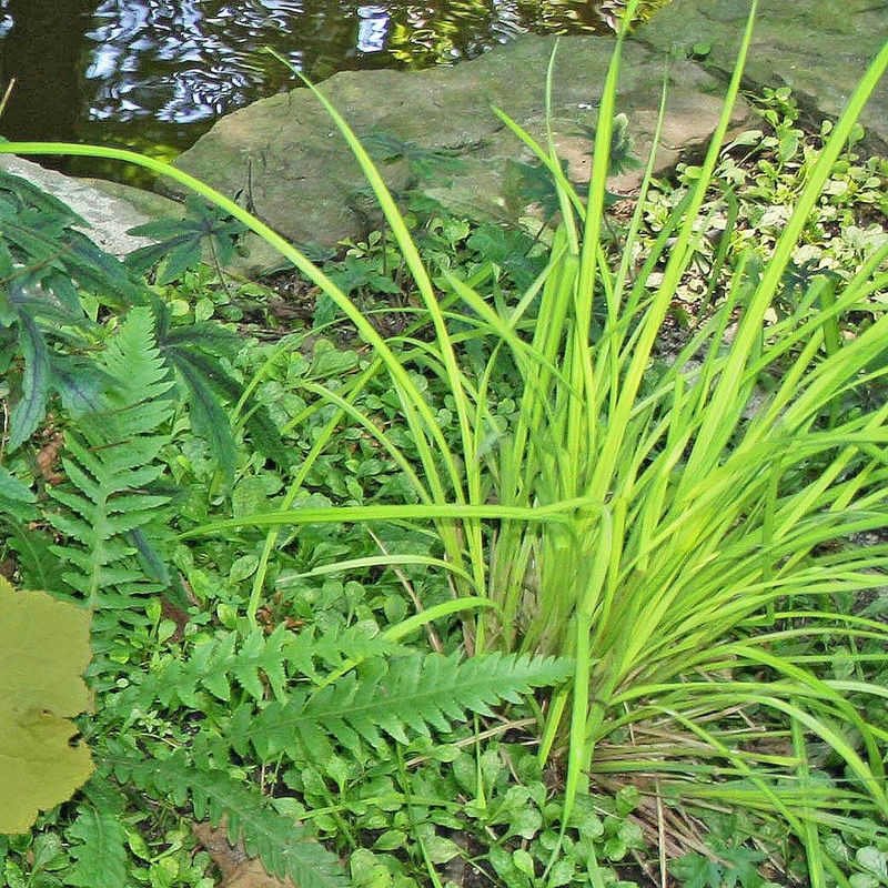Carex elata ‘Bowles Golden’ Sedge