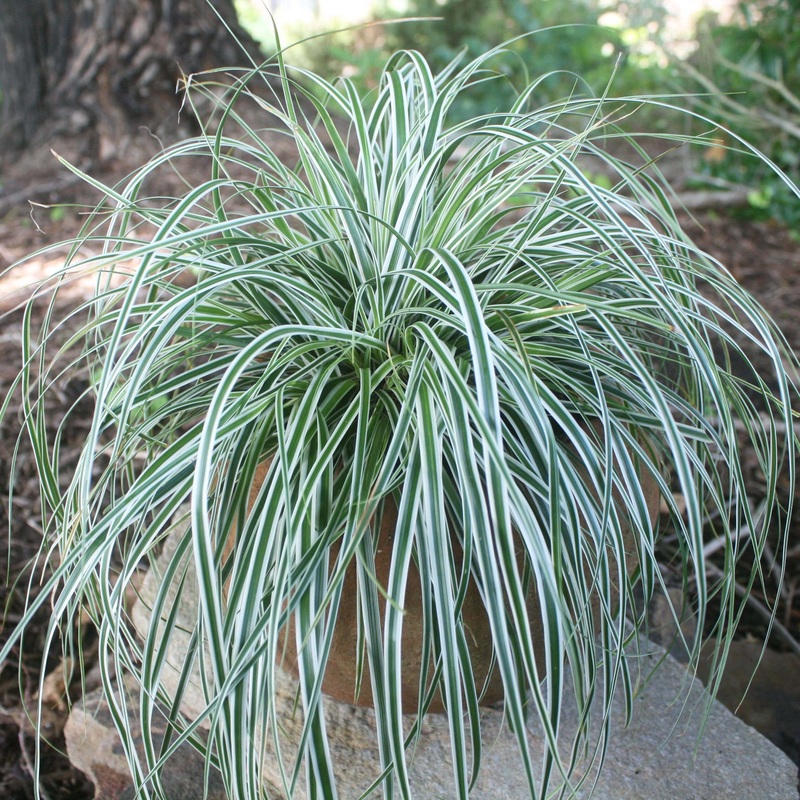 Carex ‘Everest’ Japanese Sedge