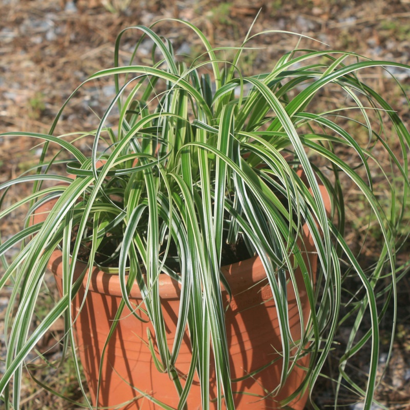 Carex ‘Feather Falls’ Japanese Sedge