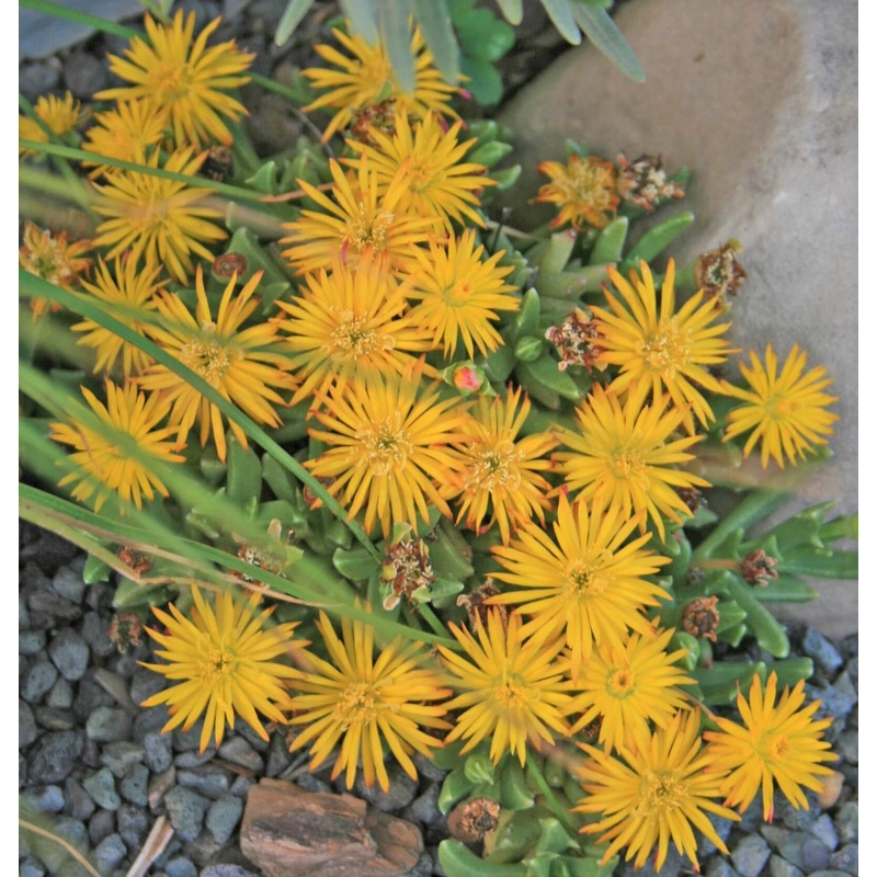 Chasmatophyllum masculinum Hardy Tiger’s Jaw