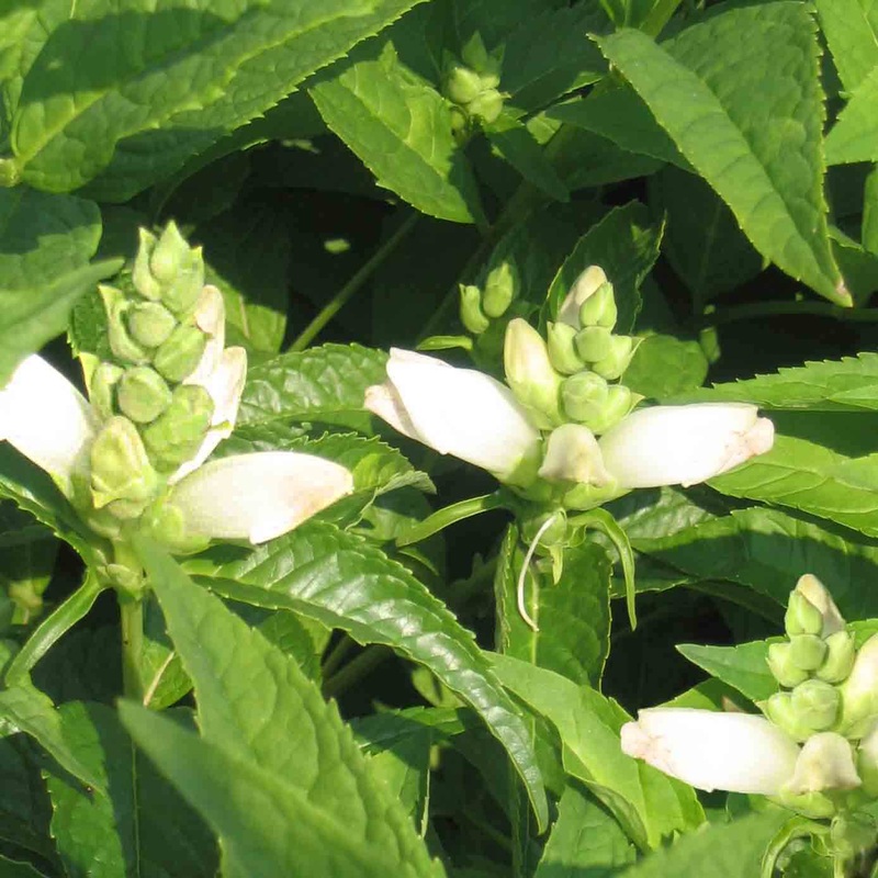 Chelone glabra Turtlehead|1 Quart