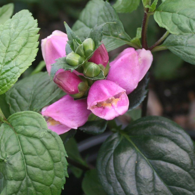 Chelone obliqua ‘Tiny Tortuga’ Pink Turtlehead
