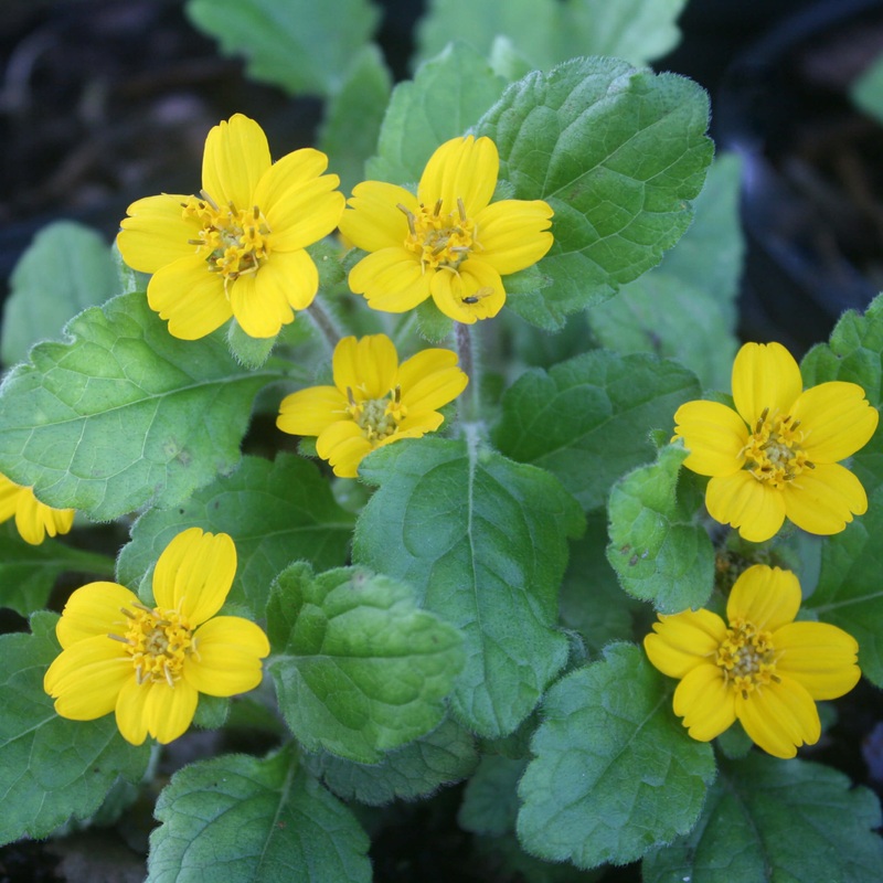 Chrysogonum virginianum var. australe Green and Gold