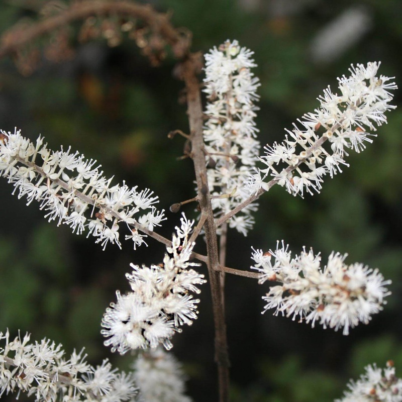 Cimicifuga (Actaea) racemosa Black Snakeroot