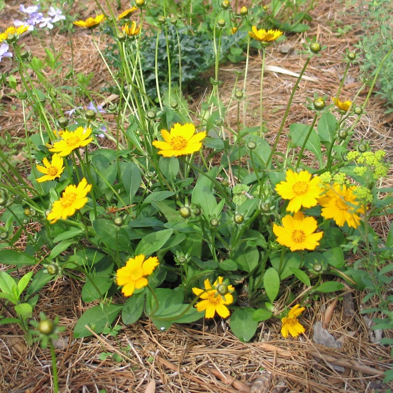 Coreopsis auriculata ‘Nana’ Mouse-Ear Tickseed
