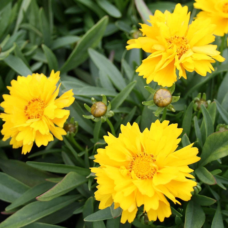 Coreopsis ‘Presto’ Tickseed|1 Quart