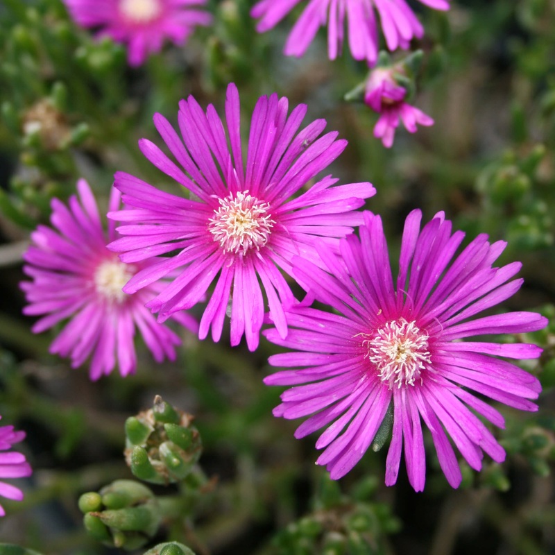 Delosperma cooperi Ice Plant|1 Quart