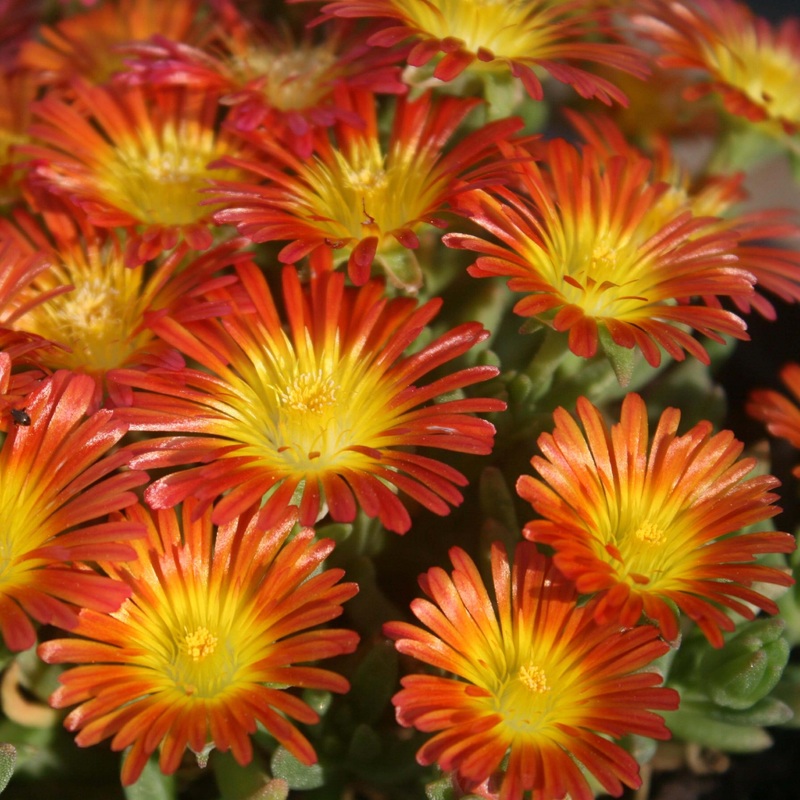 Delosperma ‘Fire Wonder’ Ice Plant