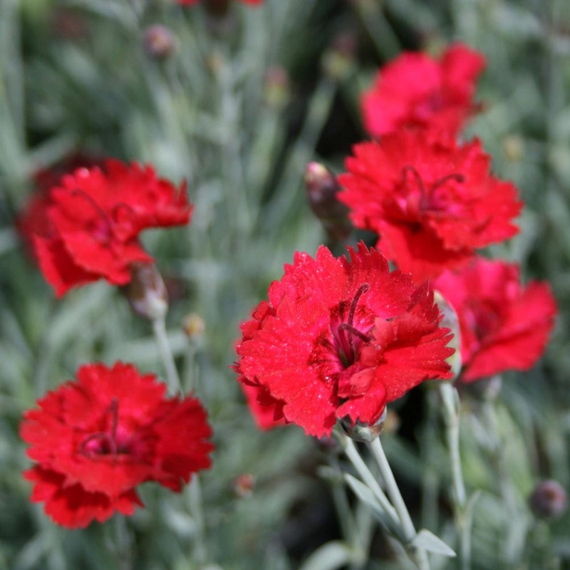 Dianthus ‘Frosty Fire’ Pinks|1 Quart
