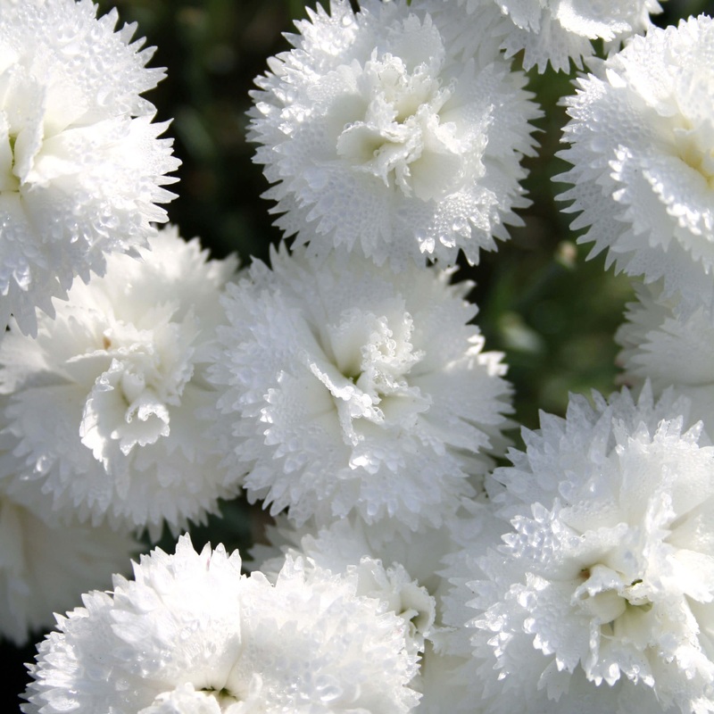 Dianthus ‘Memories’ Pinks|1 Quart
