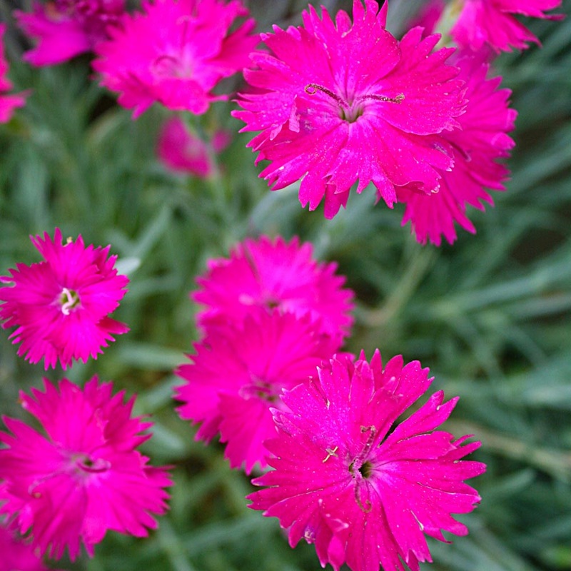 Dianthus ‘Neon Star’ Pinks|1 Quart