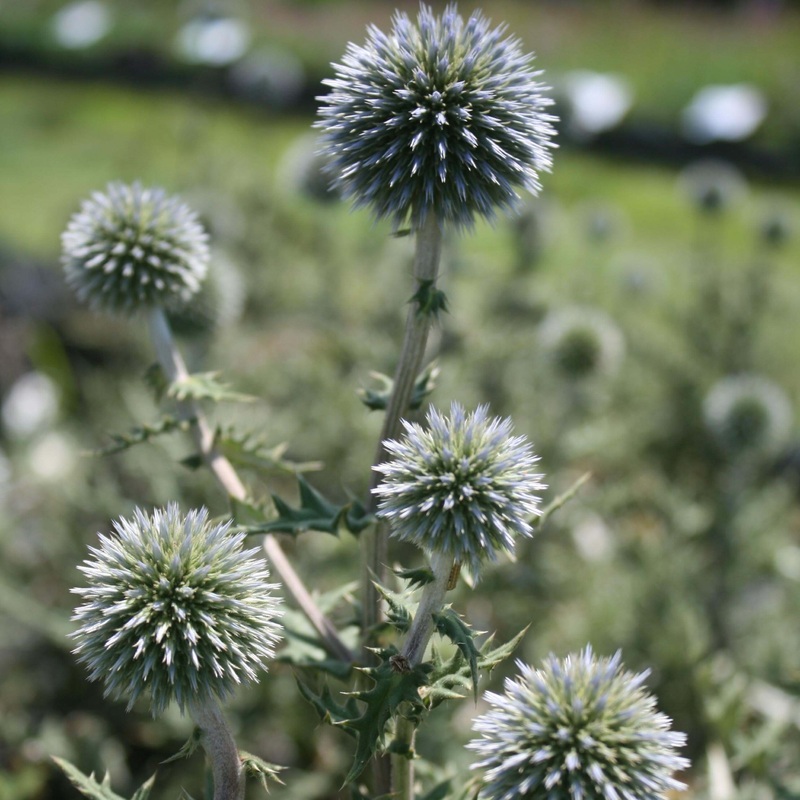 Echinops ‘Arctic Glow’ Globe Thistle