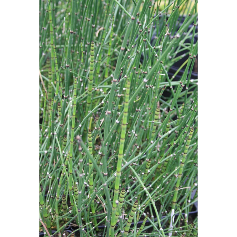 Equisetum hyemale Horsetail Rush