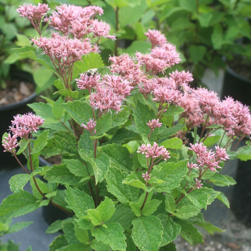 Eupatorium (Eutrochium) dubium ‘Baby Joe’ Joe Pye Weed