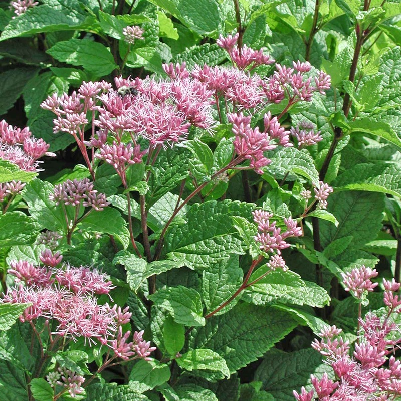 Eupatorium (Eutrochium) dubium ‘Little Joe’ Joe Pye Weed