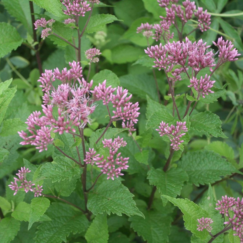 Eupatorium maculatum ‘Red Dwarf’ Spotted Joe Pye Weed