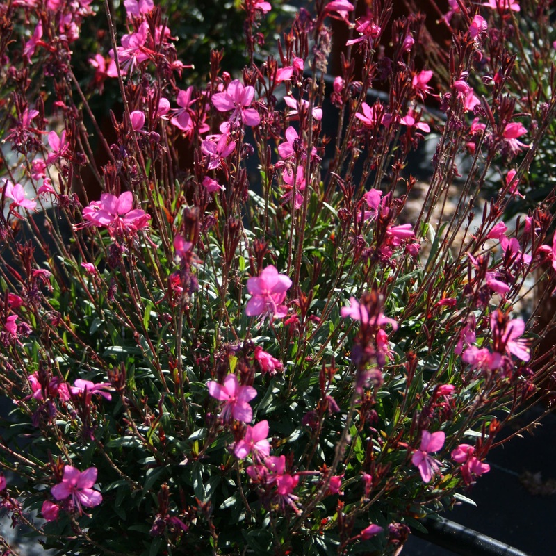 Gaura ‘Belleza Dark Pink’ Wandflower