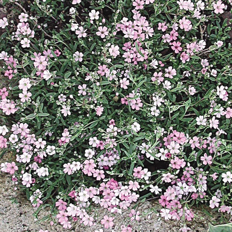 Gypsophila repens ‘Rosea’ Creeping Baby’s Breath