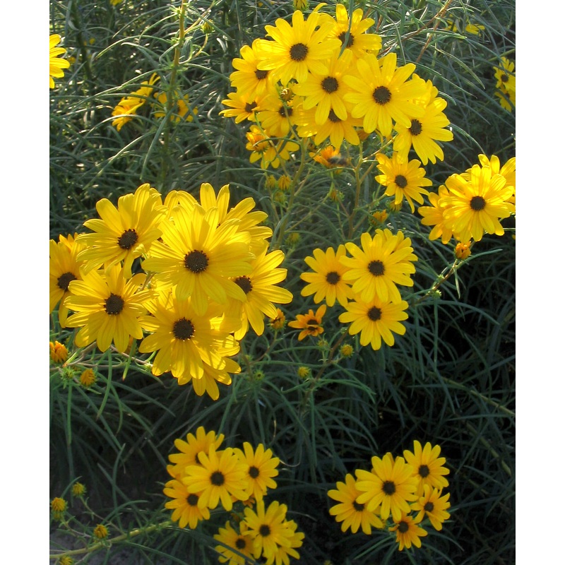 Helianthus ‘First Light’ Sunflower