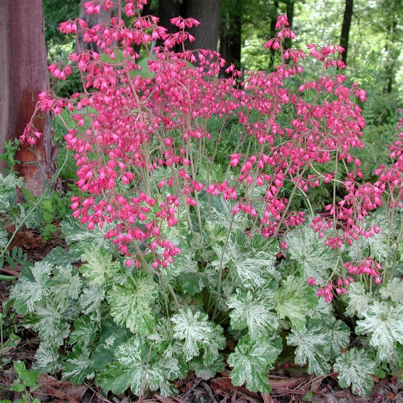 Heuchera ‘Snow Angel’ Coral Bells
