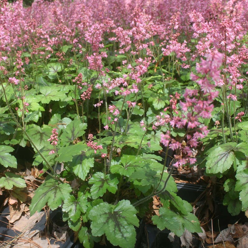 Heucherella ‘Pink Revolution’ Foamy Bells