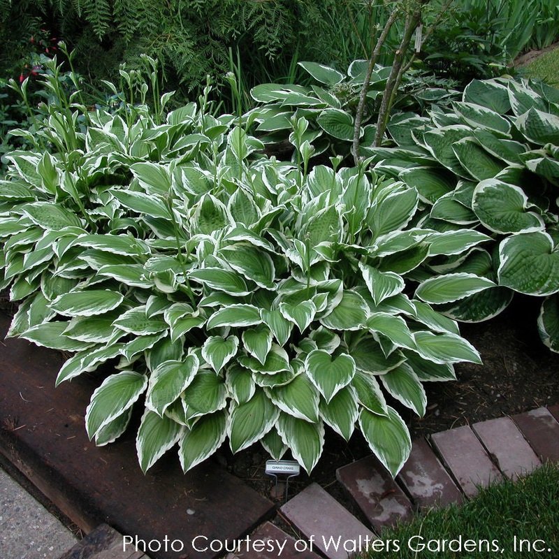 Hosta ‘Ginko Craig’ Plantain Lily
