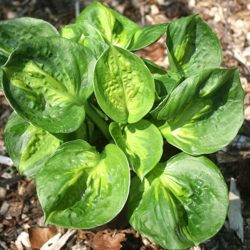 Hosta ‘Pocketful of Sunshine’ Plantain Lily