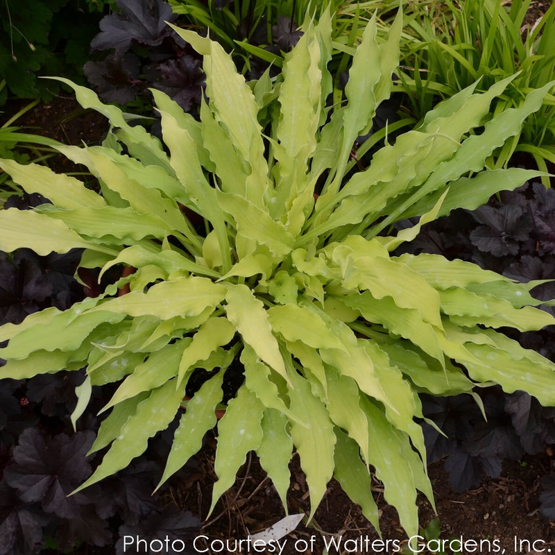 Hosta ‘Wiggles and Squiggles’ Plantain Lily